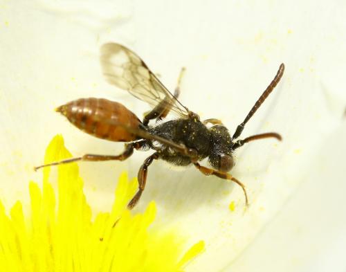 Nomada sp.